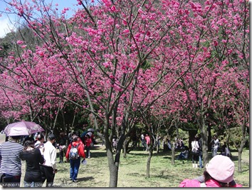 CIMG5806_一堆櫻花樹