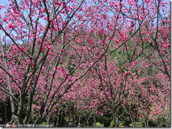 CIMG5816_滿滿的櫻花